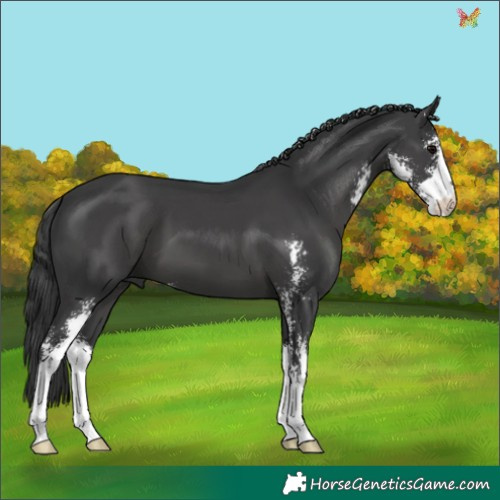 Horse Color:Black Sabino 