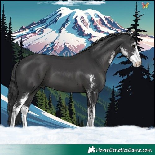 Horse Color:Black Sabino 