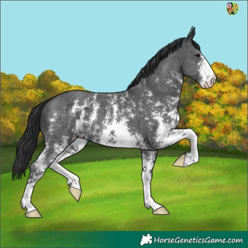 Horse Color:Black Sabino 