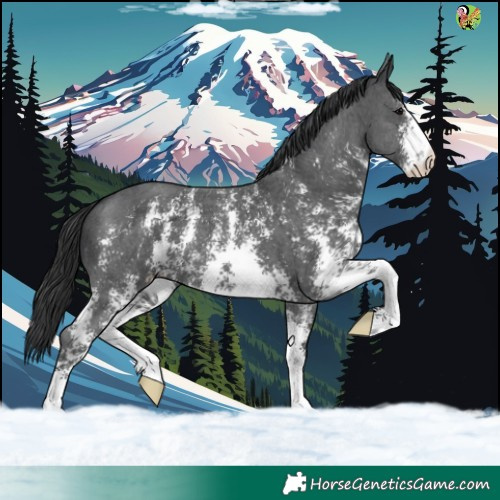 Horse Color:Black Sabino 
