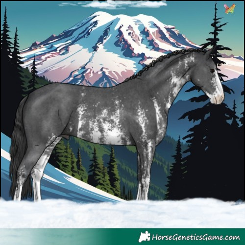 Horse Color:Black Sabino 