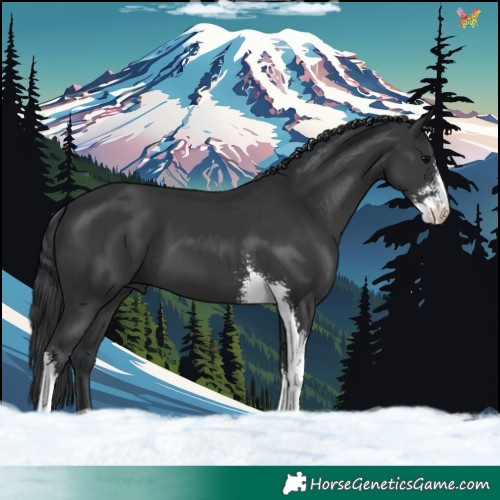 Horse Color:Black Sabino 