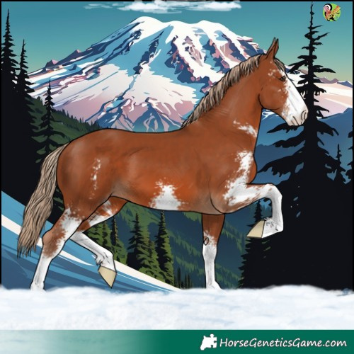 Horse Color:Chestnut Sabino 