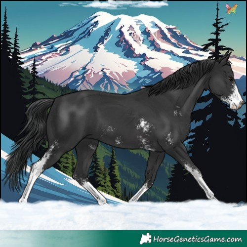 Horse Color:Black Sabino 