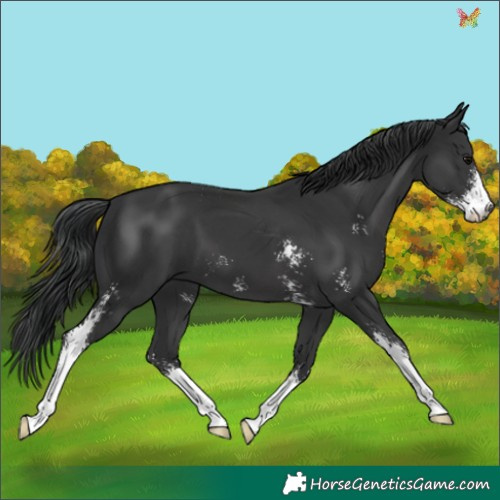 Horse Color:Black Sabino 