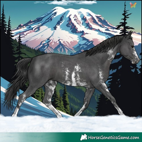 Horse Color:Black Sabino 