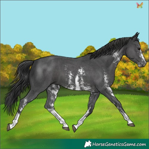 Horse Color:Black Sabino 