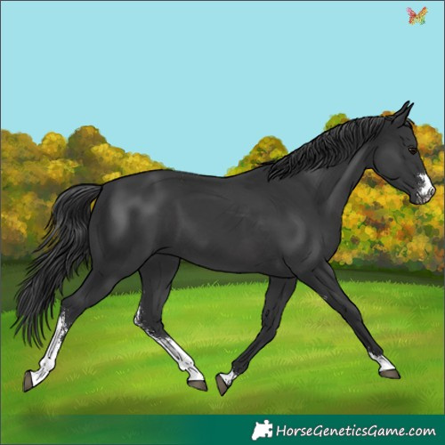 Horse Color:Black Sabino 