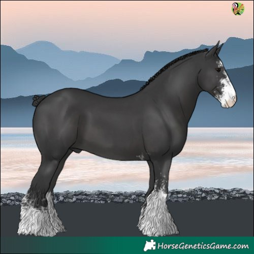 Horse Color:Black Sabino 