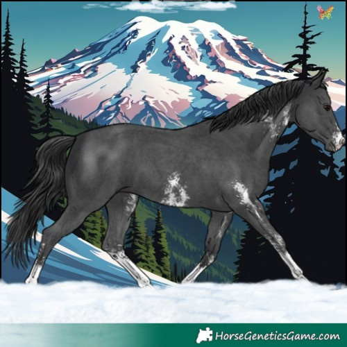 Horse Color:Black Sabino 
