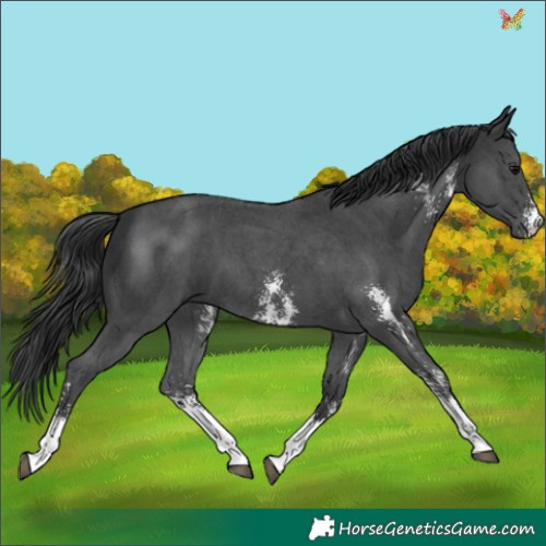 Horse Color:Black Sabino 