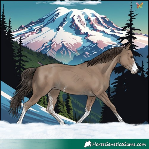 Horse Color:Classic Champagne Sabino 