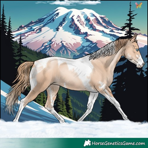 Horse Color:Gold Champagne Pearl Sabino Tobiano 