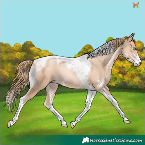 Horse Color:Gold Champagne Pearl Sabino Tobiano 