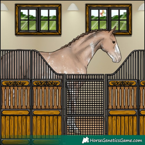 Horse Color:Black Pearl Sabino 