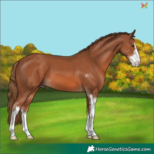 Horse Color:Chestnut Sabino 