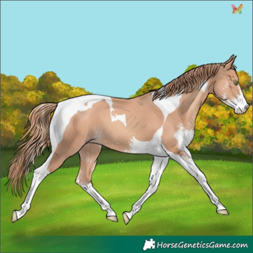 Horse Color:Gold Champagne Sabino Tobiano 