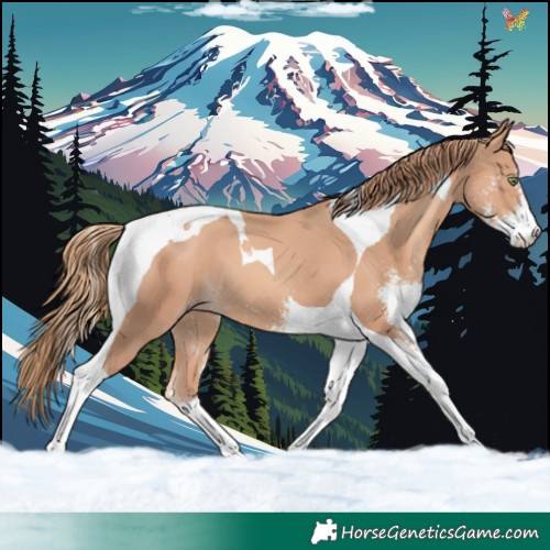 Horse Color:Gold Champagne Sabino Tobiano 