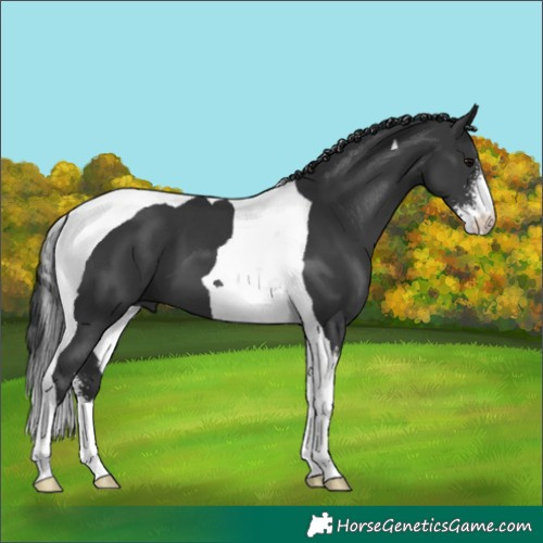 Horse Color:Black Sabino Tobiano 