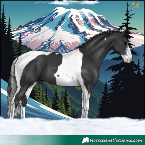Horse Color:Black Sabino Tobiano 