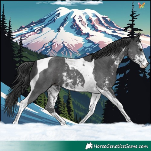 Horse Color:Black Sabino Tobiano 