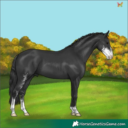 Horse Color:Black Sabino 