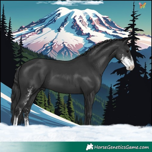 Horse Color:Black Sabino 