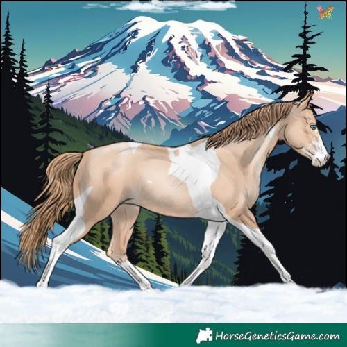 Horse Color:Gold Champagne Pearl Sabino Tobiano 
