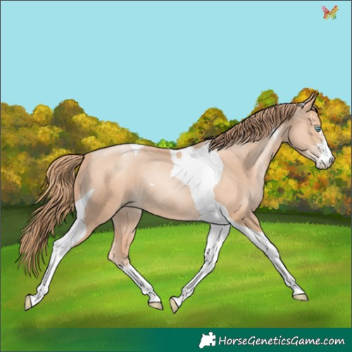 Horse Color:Gold Champagne Pearl Sabino Tobiano 