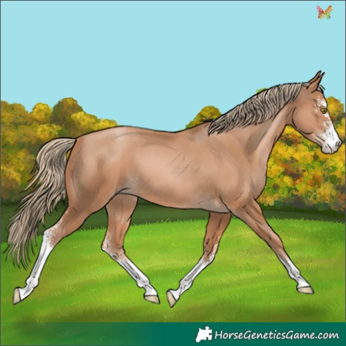 Horse Color:Chestnut Pearl Sabino 