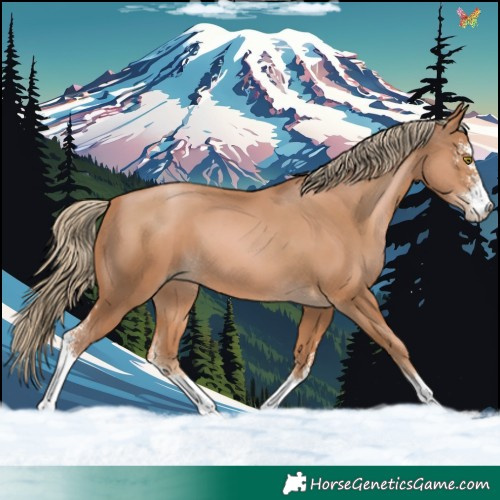 Horse Color:Chestnut Pearl Sabino 