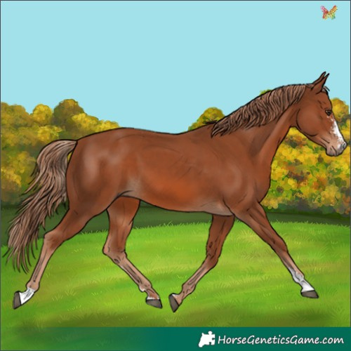 Horse Color:Chestnut Sabino 