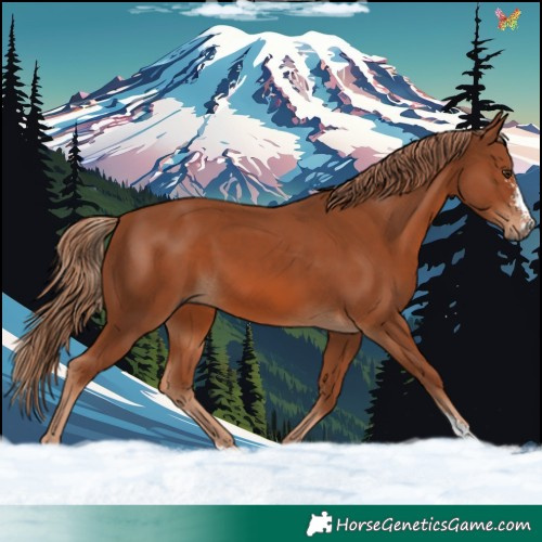 Horse Color:Chestnut Sabino 