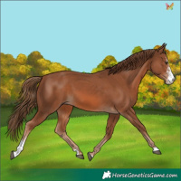 Horse Color:Chestnut Sabino 