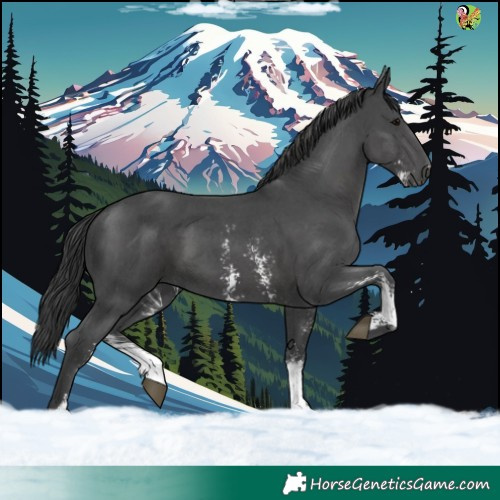 Horse Color:Black Sabino 