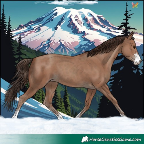 Horse Color:Classic Champagne Sabino 