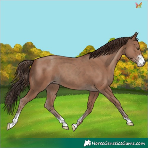 Horse Color:Classic Champagne Sabino 