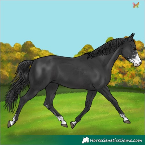 Horse Color:Black Sabino 