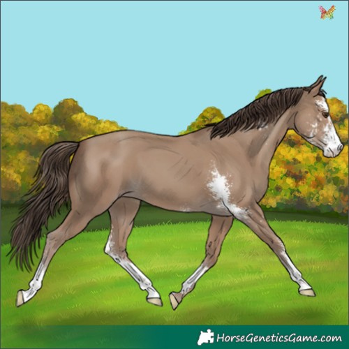 Horse Color:Classic Champagne Sabino 