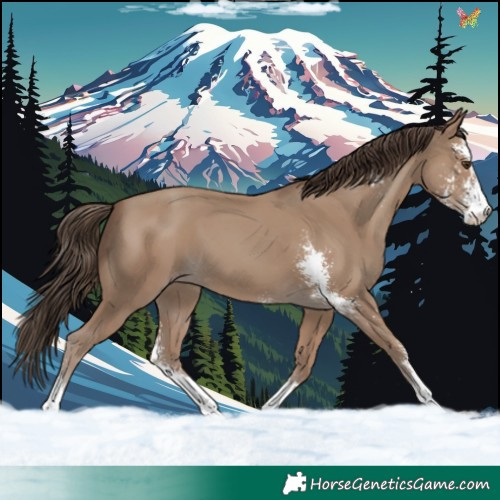 Horse Color:Classic Champagne Sabino 