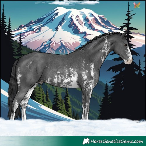 Horse Color:Black Sabino 