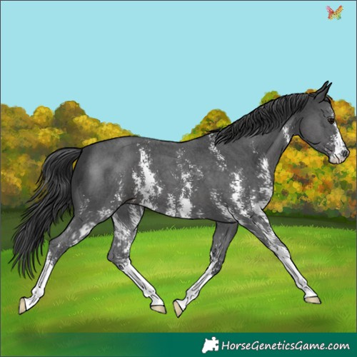 Horse Color:Black Sabino 