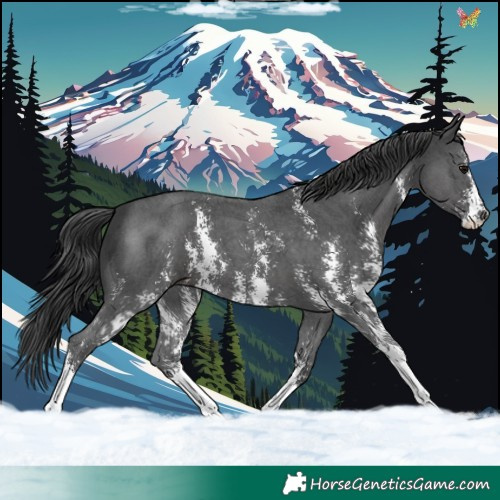 Horse Color:Black Sabino 