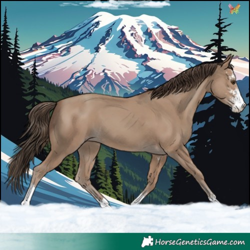 Horse Color:Classic Champagne Sabino 