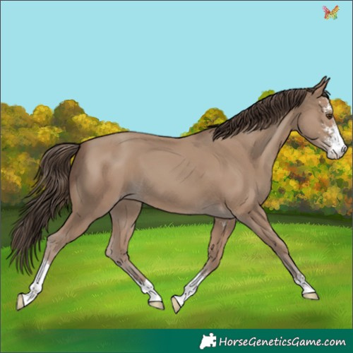 Horse Color:Classic Champagne Sabino 