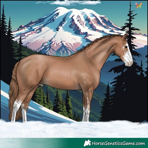 Horse Color:Black Pearl Sabino 