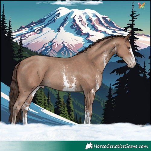 Horse Color:Classic Champagne Sabino 