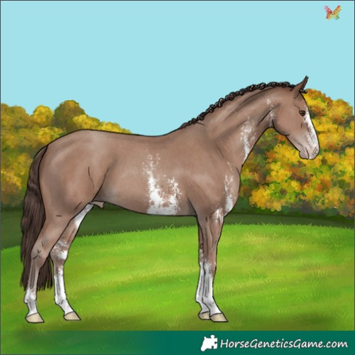 Horse Color:Classic Champagne Sabino 