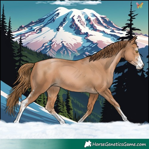 Horse Color:Chestnut Pearl Sabino 