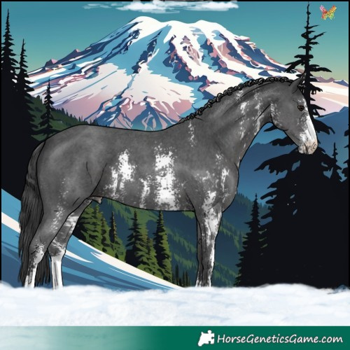 Horse Color:Black Sabino 